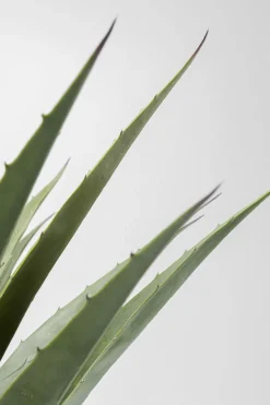 Deko Pflanze Agave 85cm
