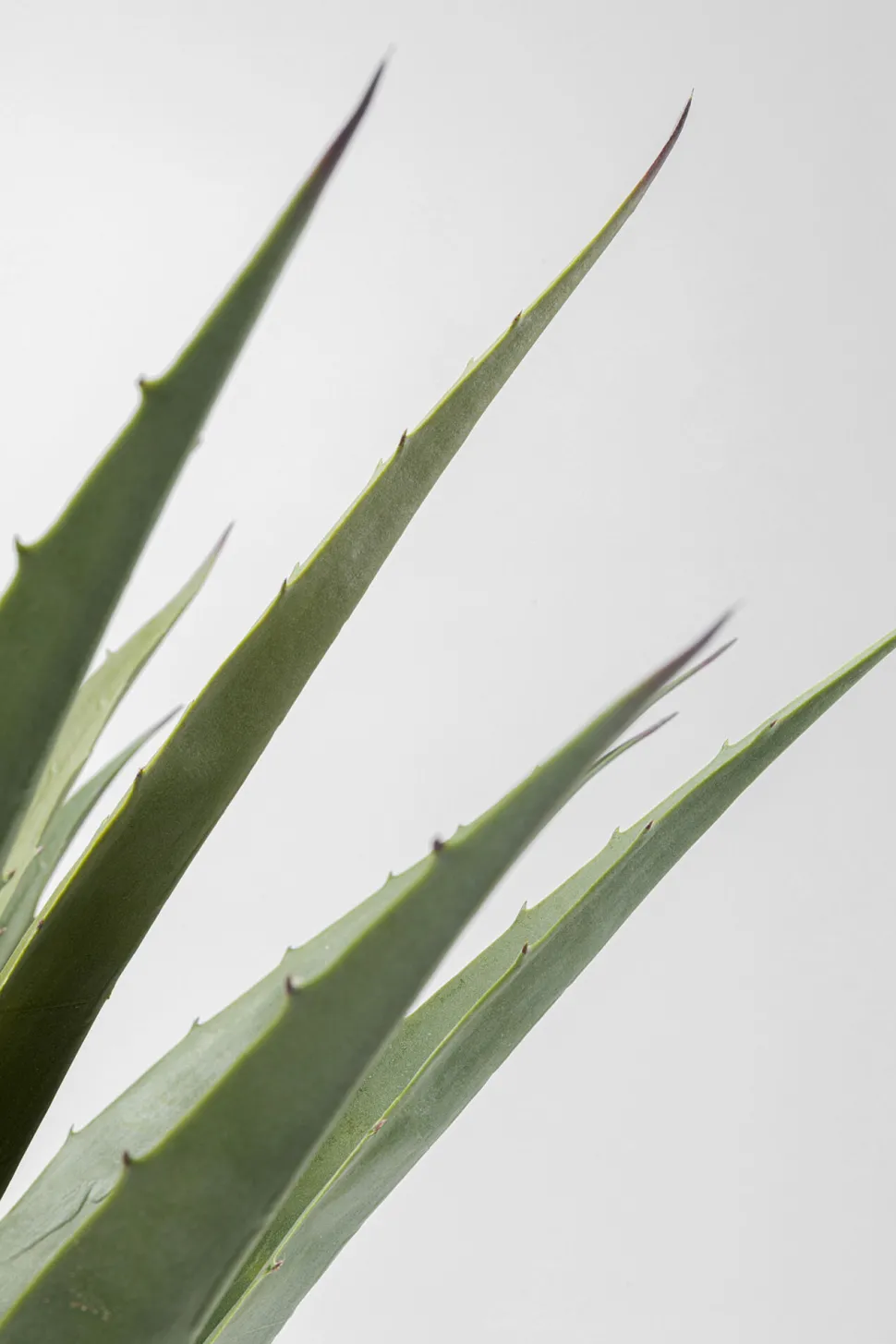 Deko Pflanze Agave 85cm