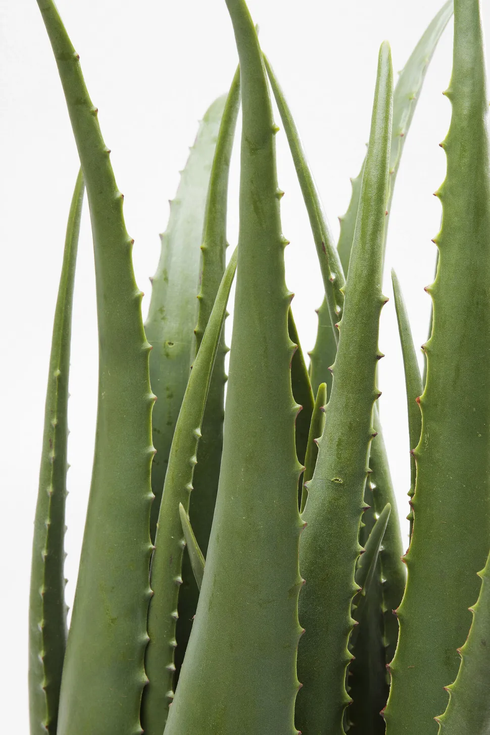 Deko Pflanze Aloe 69cm