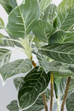 Deko Pflanze Calathea 140cm