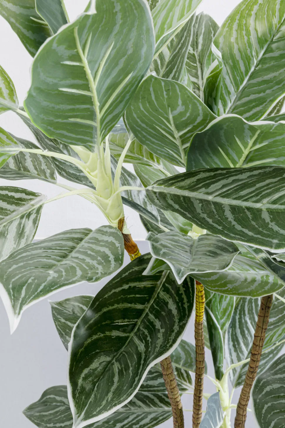 Deko Pflanze Calathea 140cm