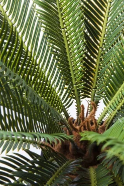 Deko Pflanze Cycas Tree 78cm