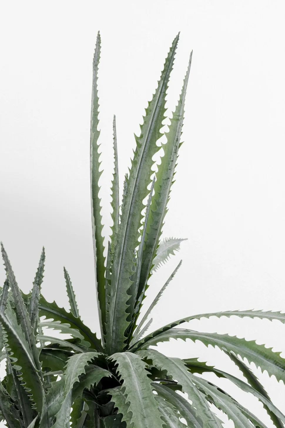 Deko Pflanze Dragon Tree 155cm