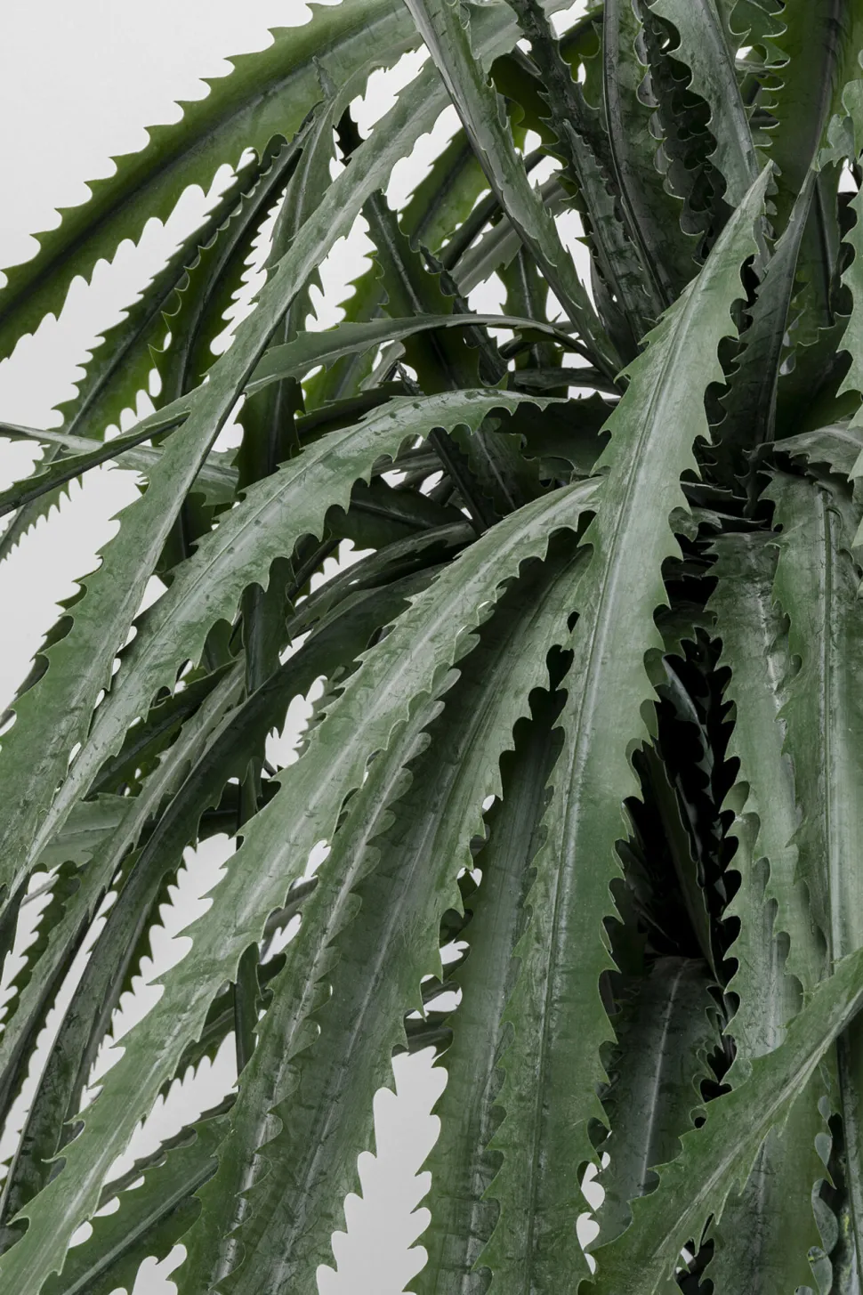 Deko Pflanze Dragon Tree 155cm