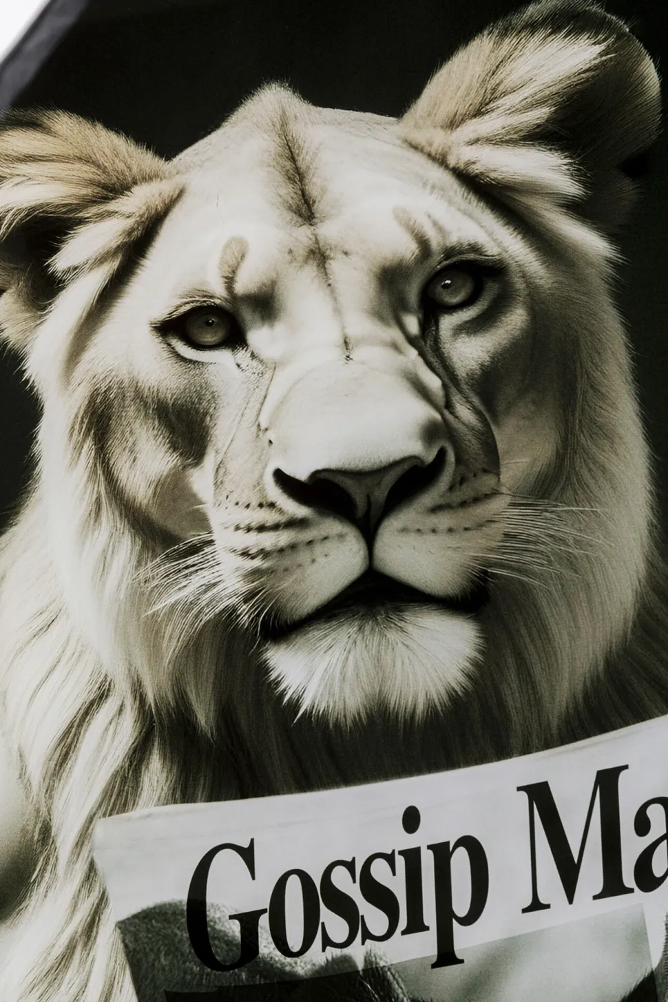 Glasbild Bath Löwin 60x80cm