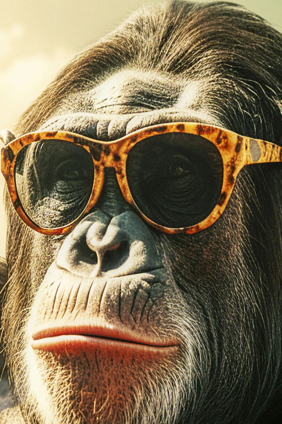 Glasbild Holiday Monkey 80x60cm