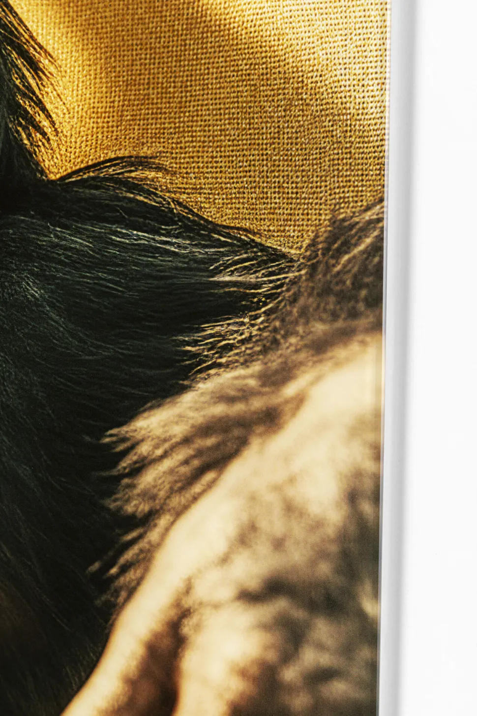 Glasbild Holiday Monkey 80x60cm