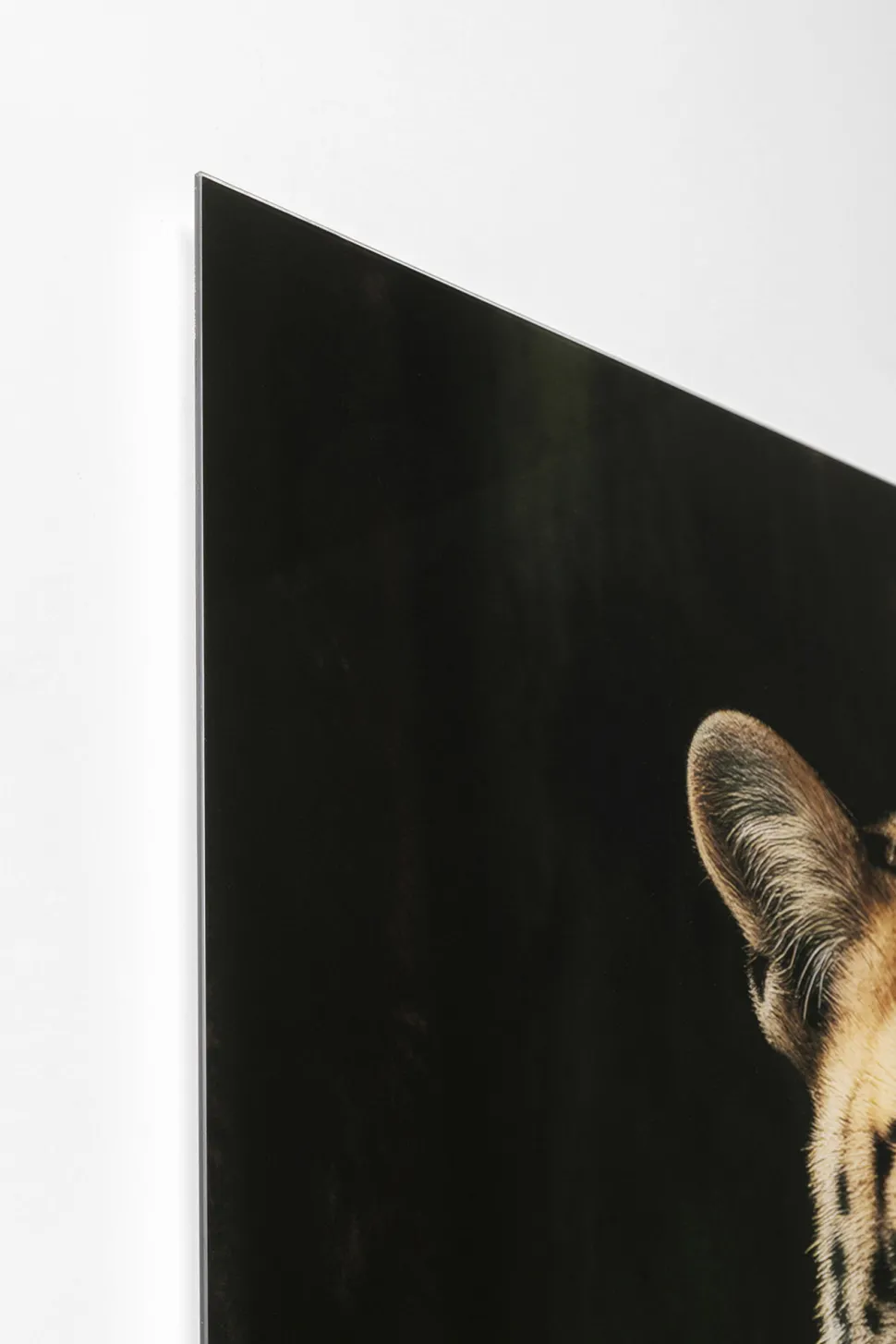 Glasbild Mister Leo 100x150cm