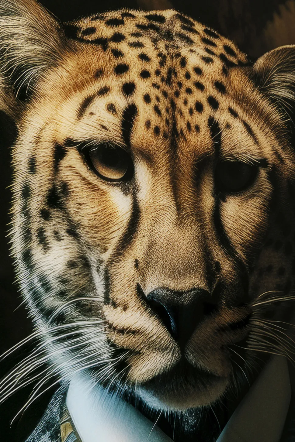 Glasbild Mister Leo 100x150cm